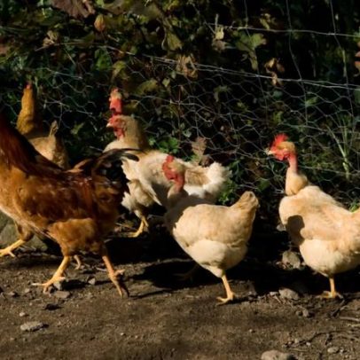 Portugal registra mais dois casos de gripe das aves em Aveiro e Lisboa