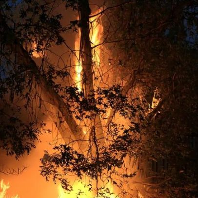 Quercus denuncia subavaliação do eucaliptal ardido e pede correção dos dados oficiais