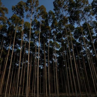Dois terços dos eucaliptos ardidos não constam das estatísticas
