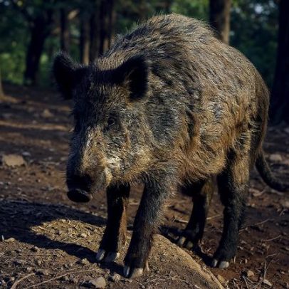 Catalunha sobe para 26 javalis mortos por peste suína africana
