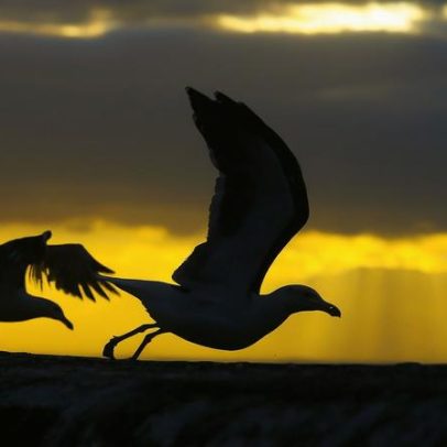 Mais focos de gripe das aves em Portugal: quais cuidados ter