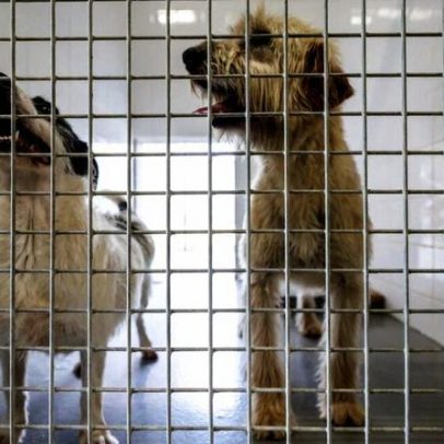 Câmaras suspendem adoções de animais neste Natal
