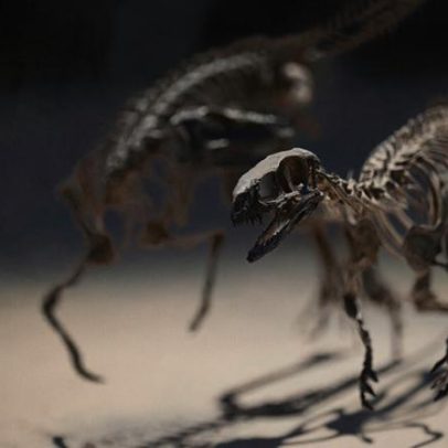 Paleontólogos revelam autoestrada de dinossauros na Bolívia