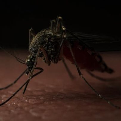 Alentejo regista oito focos de Febre do Nilo Ocidental em 2025, DGAV alerta