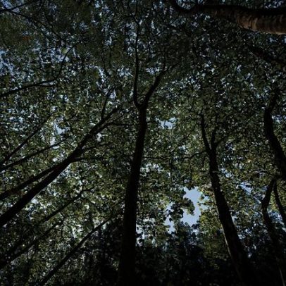 CCDR Centro promove práticas de economia circular na floresta