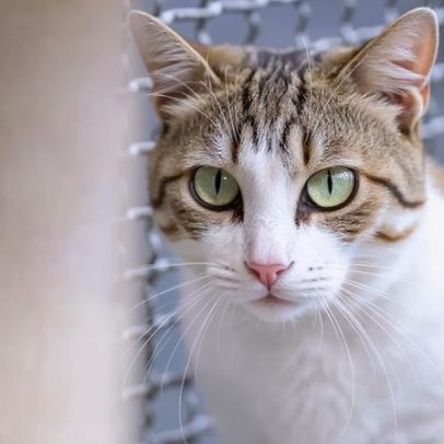 Esclarecimento sobre fraude envolvendo o nome da Casa dos Animais de Lisboa
