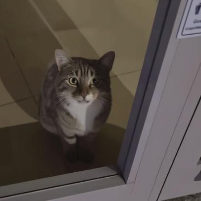 Invasor ativa alarme numa agência bancária na Turquia (com vídeo)