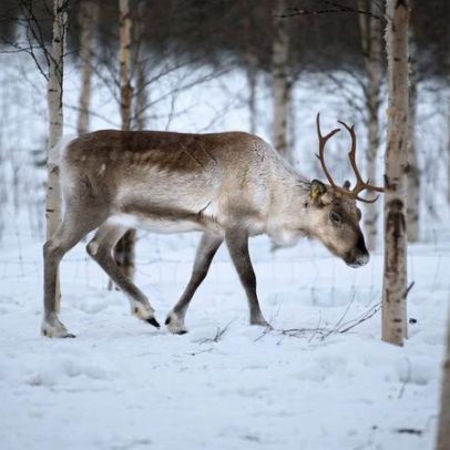 Lobos vindos da Rússia inquietam criadores de renas na Finlândia