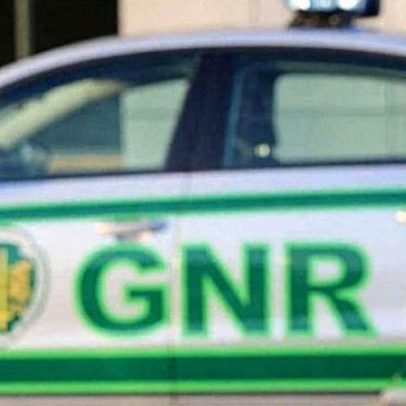 Roubo de rebanho em Alvito desperta alarme entre produtores