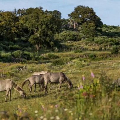 Côa Selvagem soma 72 membros para recuperar território