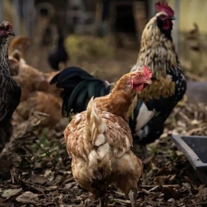 Gripe das aves detectada em Tomar e Vila Real