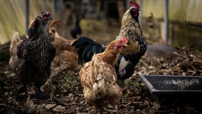 Gripe das aves detectada em Tomar e Vila Real