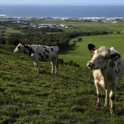 Queda do preço do leite coloca Portugal entre os países com piores salários