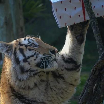 Natal no zoológico com animais, duendes e várias atividades