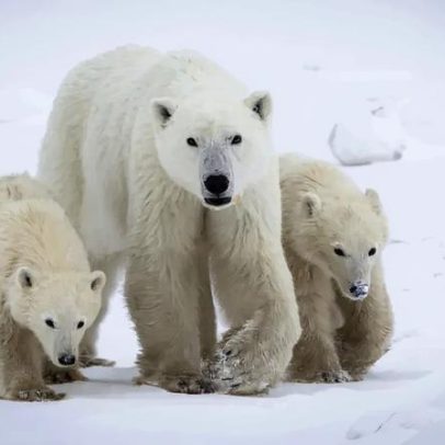 Ursa polar adota cria que não é sua