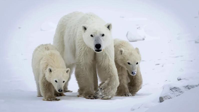 Ursa polar adota cria que não é sua
