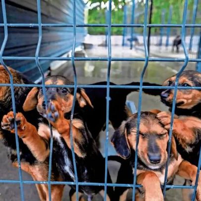 Coimas aumentam pela falta de microchips em animais de companhia