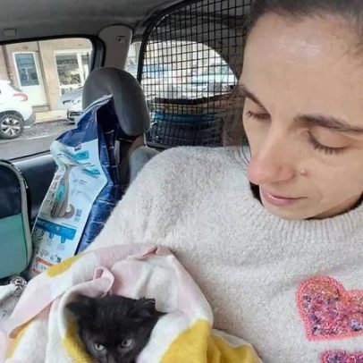 Gato bebé resgatado de motor de automóvel em Braga
