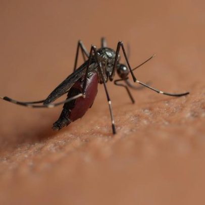 Surtos de dengue e chikungunya causam 33 mortes em Cuba, 21 crianças falecidas