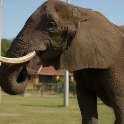 Primeiro elefante para o Alentejo pode custar 120M€; doações