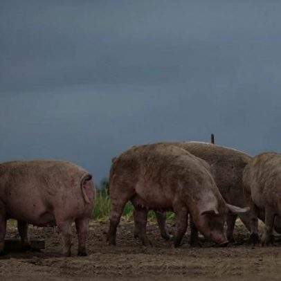 Cotações dos suínos caem no Alentejo na Semana 49, segundo SIMA