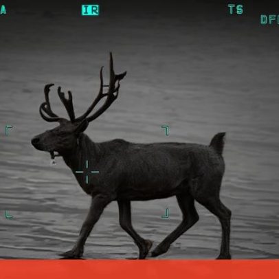 Rena foge de evento de Natal e passeia numa praia no Reino Unido