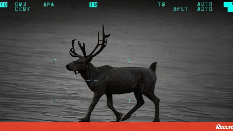 Rena foge de evento de Natal e passeia numa praia no Reino Unido