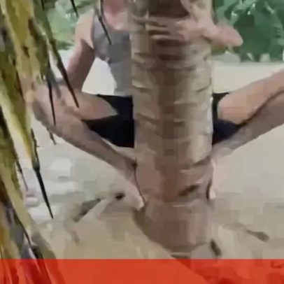 Homens agarram-se a árvores durante cheias na Indonésia