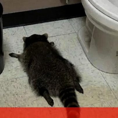 Guaxinim entra numa loja de bebidas, fica alcoolizado e inconsciente