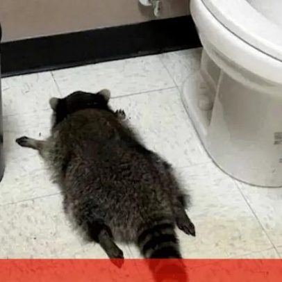 Guaxinim invade loja de bebidas, fica alcoolizado e é encontrado inconsciente