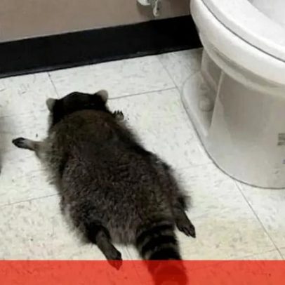Guaxinim invade loja de bebidas, fica alcoolizado e é encontrado inconsciente