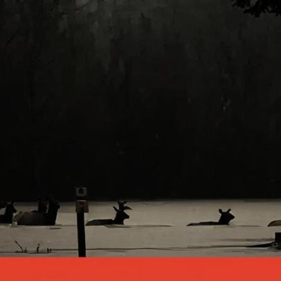 Alces atravessam campo de futebol totalmente alagado nos EUA