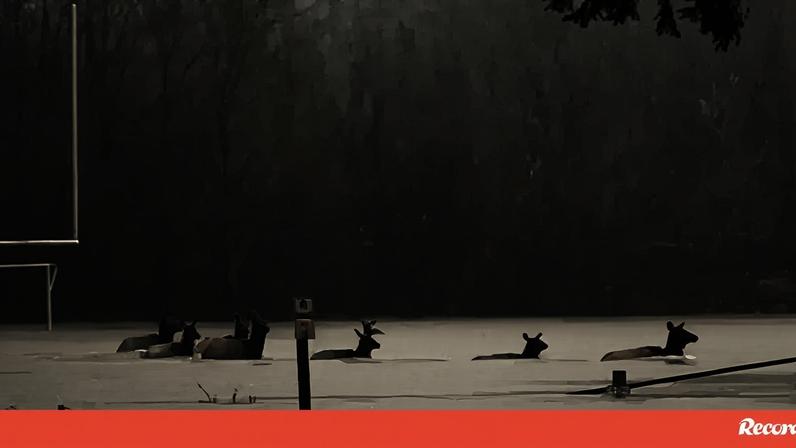 Alces atravessam campo de futebol totalmente alagado nos EUA