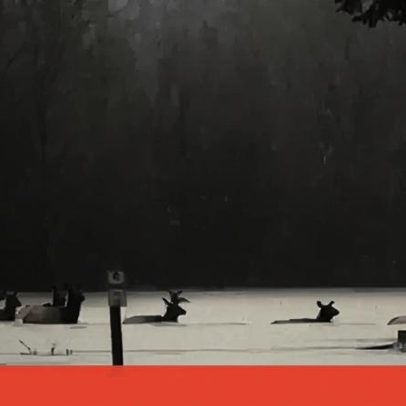 Alces atravessam campo de futebol completamente alagado nos EUA