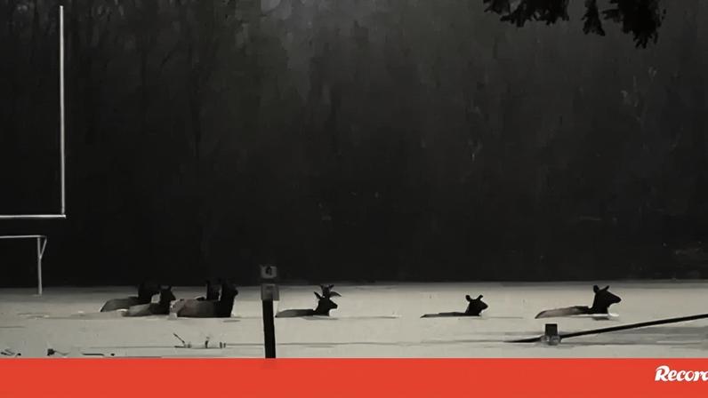 Alces atravessam campo de futebol completamente alagado nos EUA