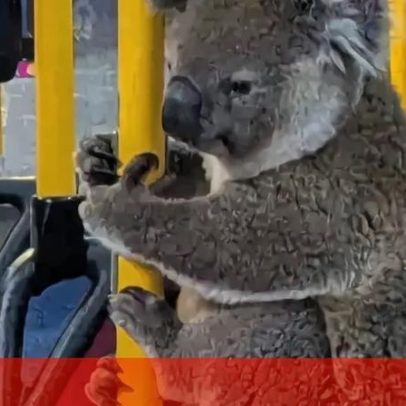 Coala apanhado a passear num autocarro na Austrália