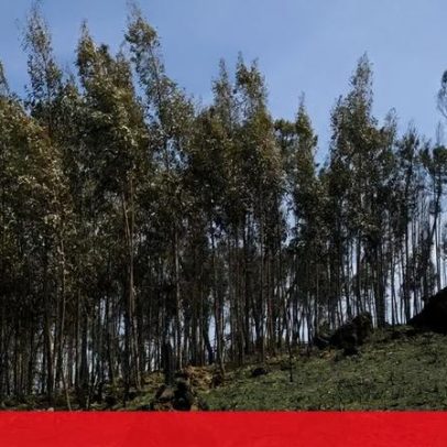Quercus alerta: dois terços dos eucaliptos ardidos não aparecem nas estatísticas