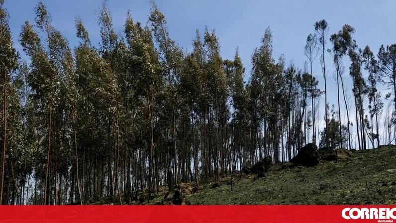 Quercus afirma que há "uma perceção estatística e política incorreta sobre a dimensão do eucaliptal" FOTO: Bruno Colaço