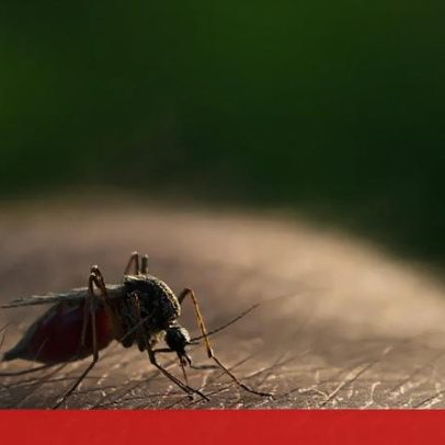 Pelo menos 112 mortos por malária na província moçambicana de Niassa