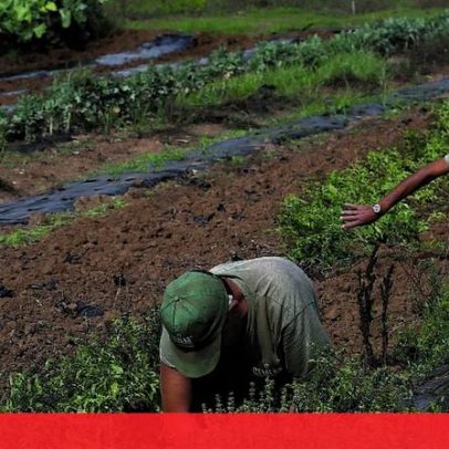 Portugal regista 2.ª quebra da produtividade do trabalho agrícola na UE em 2025
