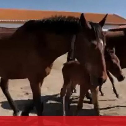 Febre do Nilo confirmada em Portugal; DGAV recomenda vacinação de cavalos