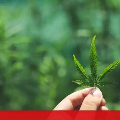 Canábis continua a ser a droga mais consumida em Portugal