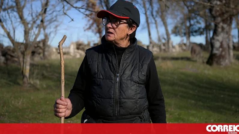 Pastores de Miranda do Douro vivem em pânico com ataques de lobos
