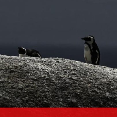 Pinguins africanos sofrem fome em massa na África do Sul
