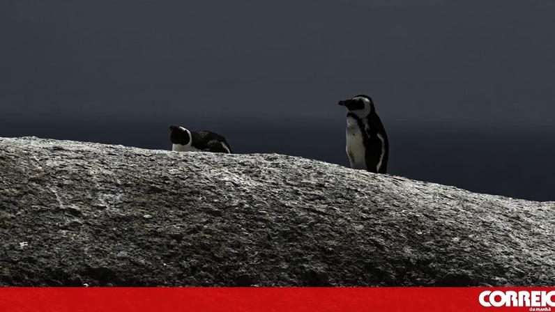 Pinguins africanos sofrem fome em massa na África do Sul
