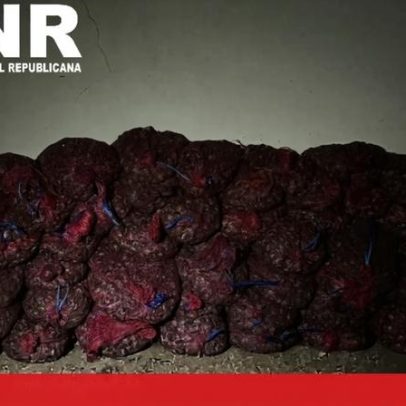 GNR apreende em Alcochete mais de 615 quilos de amêijoa-japonesa irregular