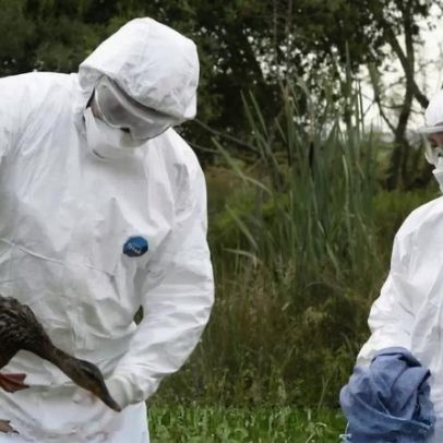Novos casos de gripe das aves são reportados em várias regiões
