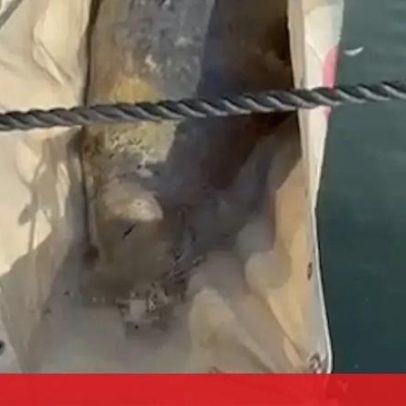 Foca avistada na marina de Cascais transportada para tratamento em Aveiro