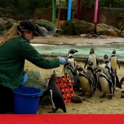 Pinguins celebram Natal antecipado no zoológico de Londres