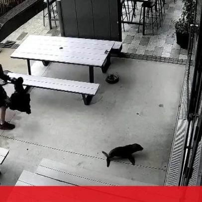 Foca bebé invade bar na Nova Zelândia